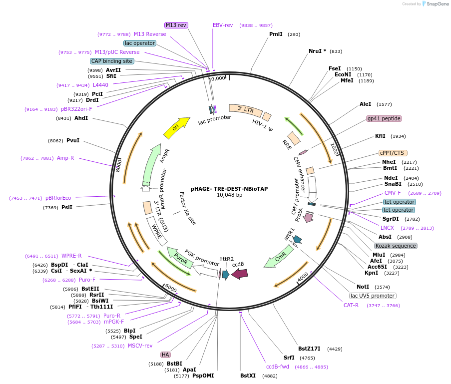 53568-plasmid-map-sequence-id-83487