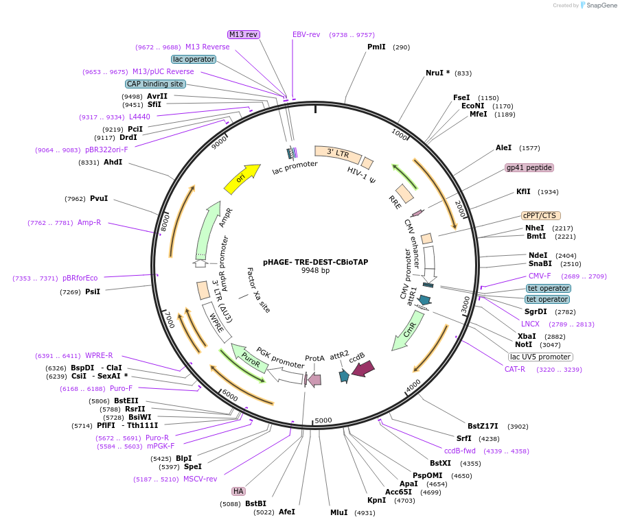53569-plasmid-map-sequence-id-83489