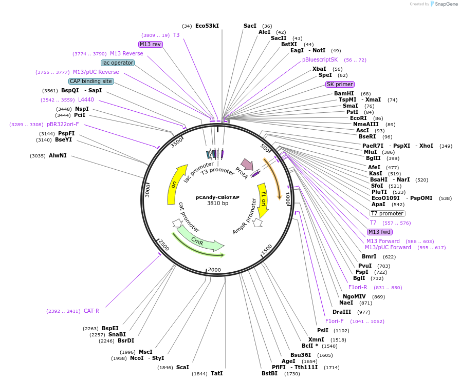 53570-plasmid-map-sequence-id-83491