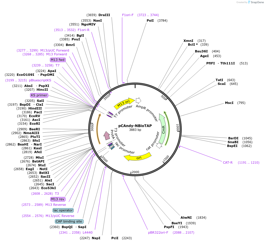 53571-plasmid-map-sequence-id-83493