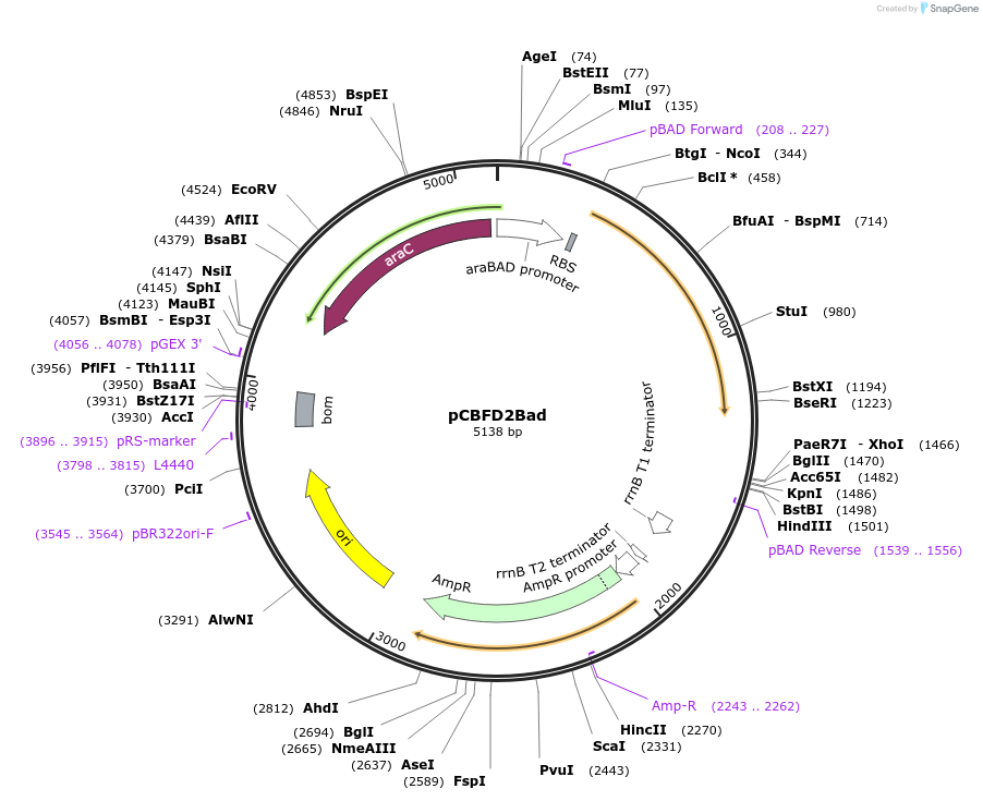 53574-plasmid-map-sequence-id-83503