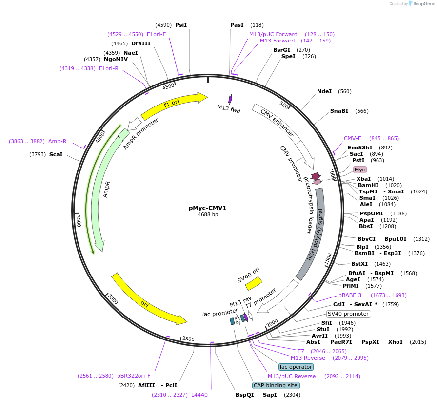 53582-plasmid-map-sequence-id-83607