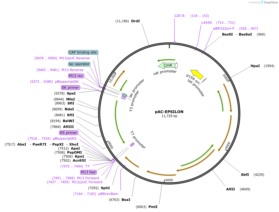 53276-plasmid-map-sequence-id-83704