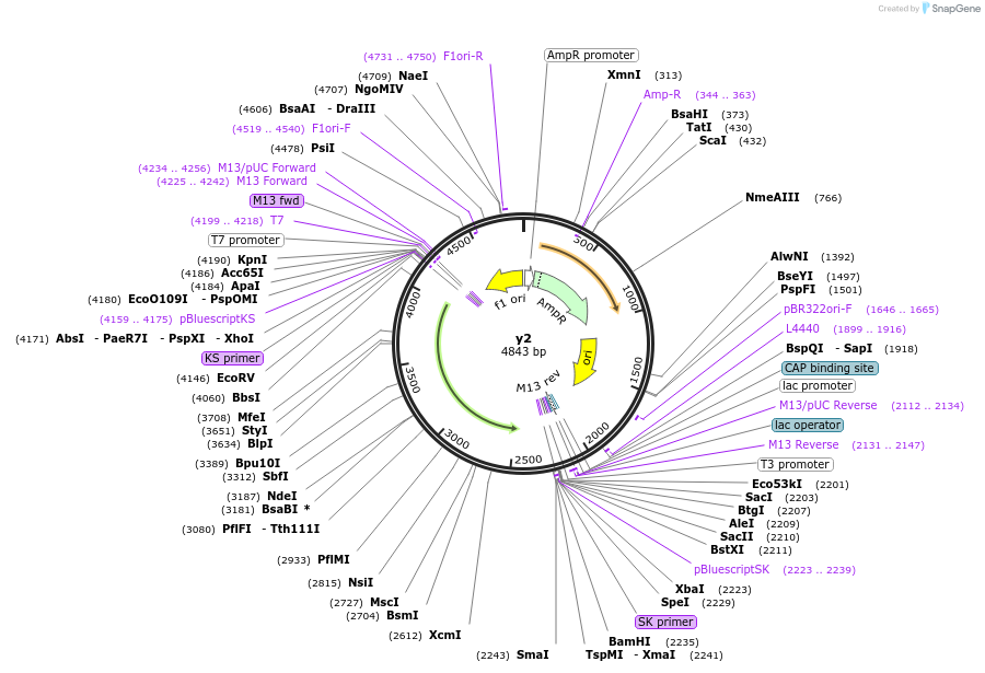 53586-plasmid-map-sequence-id-83705