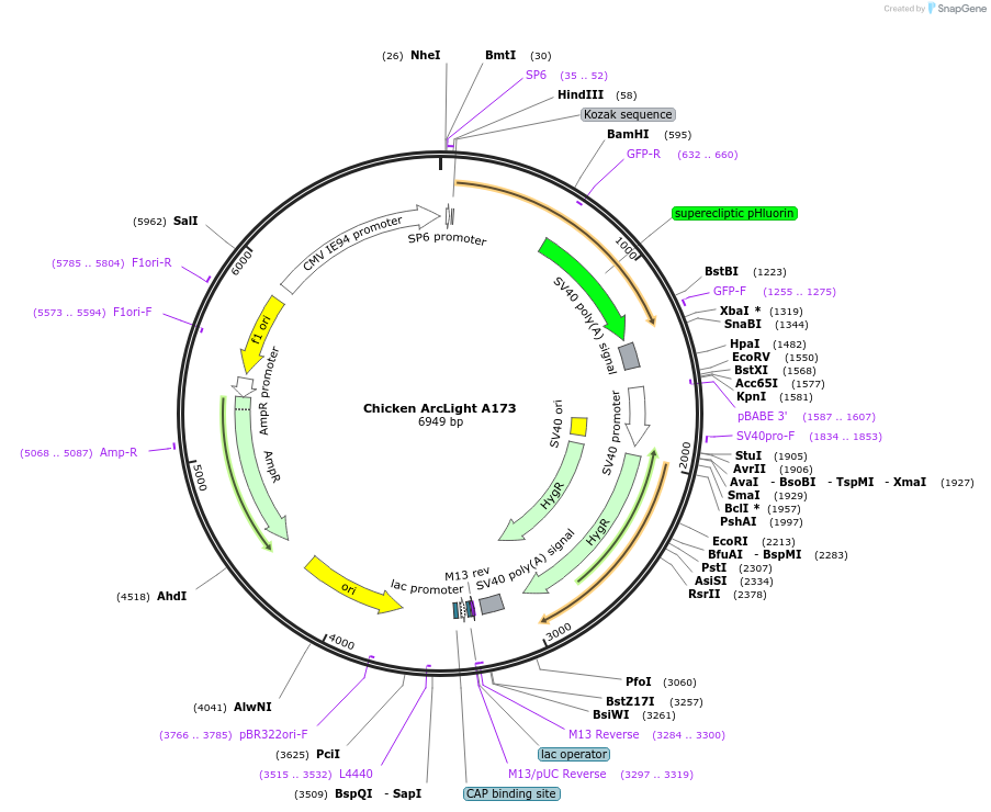 53615-plasmid-map-sequence-id-83736