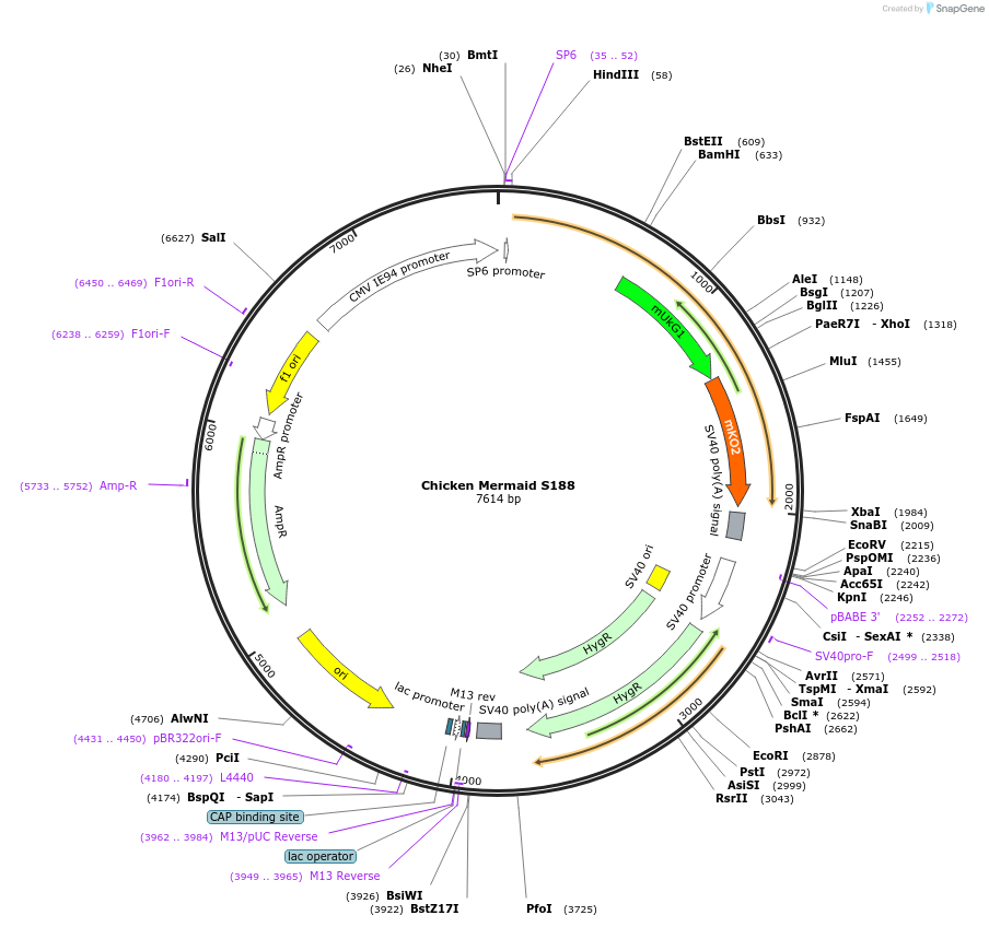 53617-plasmid-map-sequence-id-83745