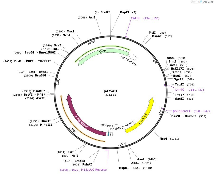 53730-plasmid-map-sequence-id-83908