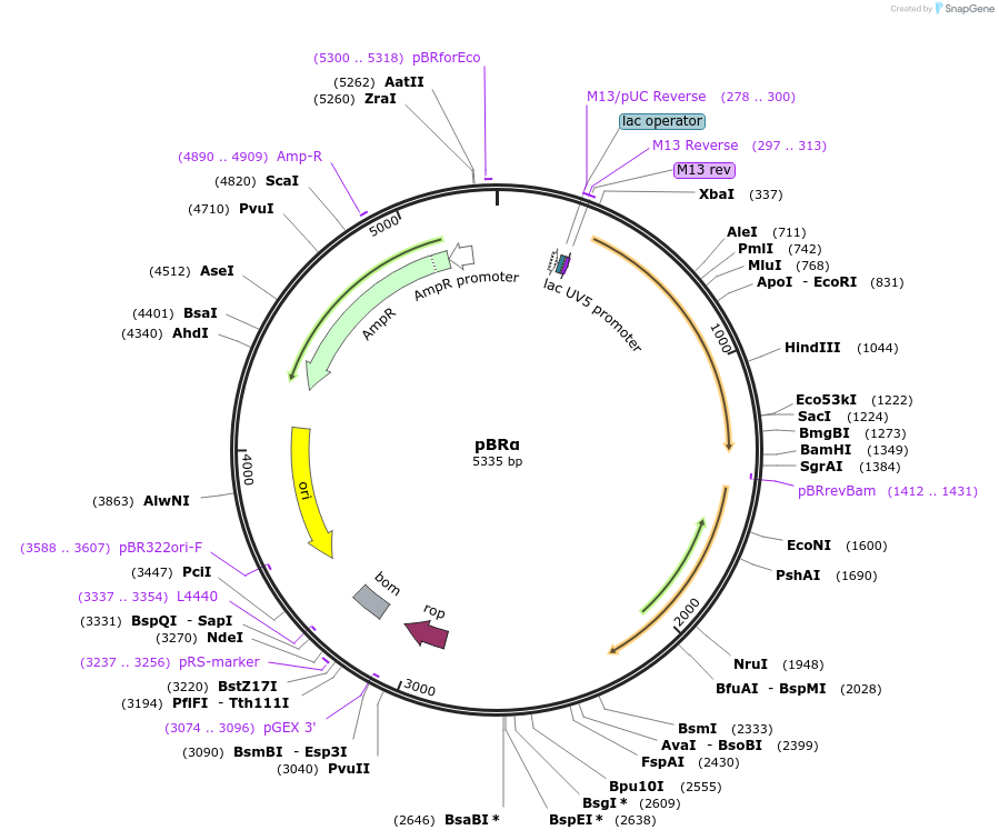 53731-plasmid-map-sequence-id-83909