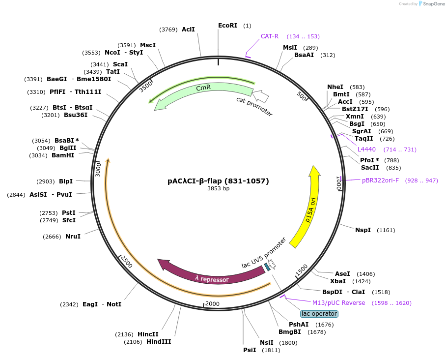 53733-plasmid-map-sequence-id-83914