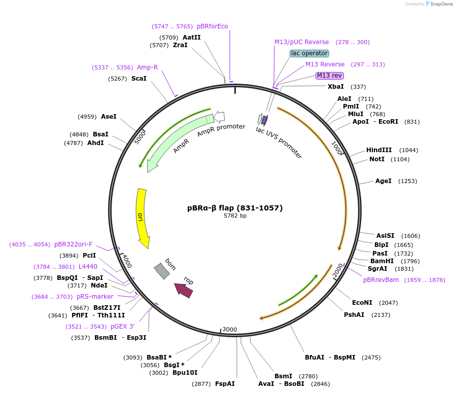 53734-plasmid-map-sequence-id-83920