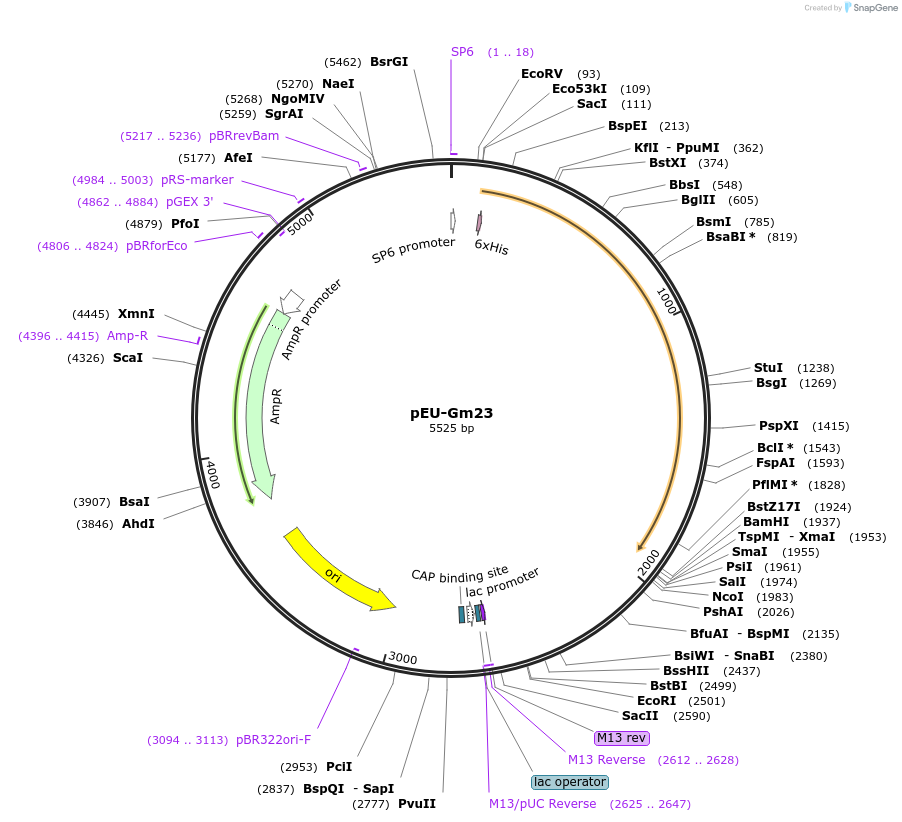 53738-plasmid-map-sequence-id-83944
