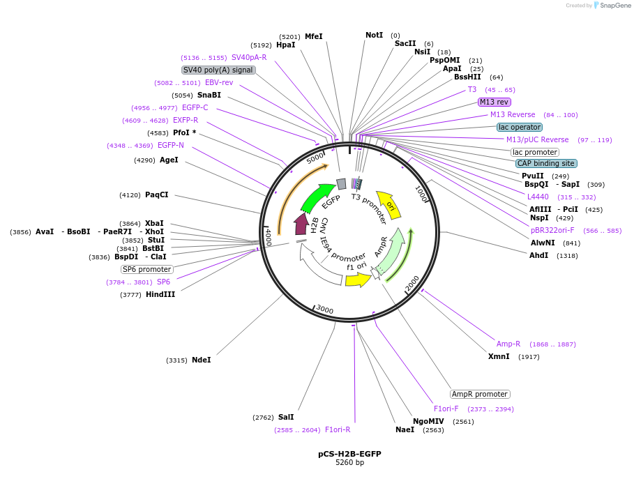 53744-plasmid-map-sequence-id-83952
