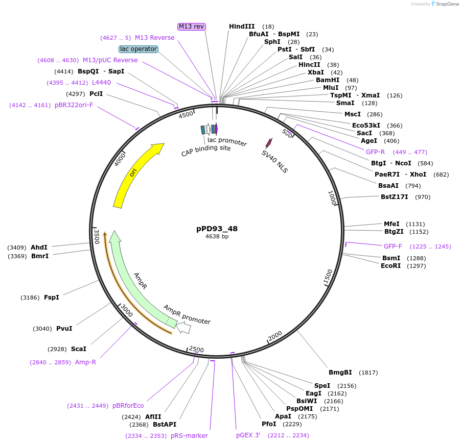 1473-plasmid-map-sequence-id-84