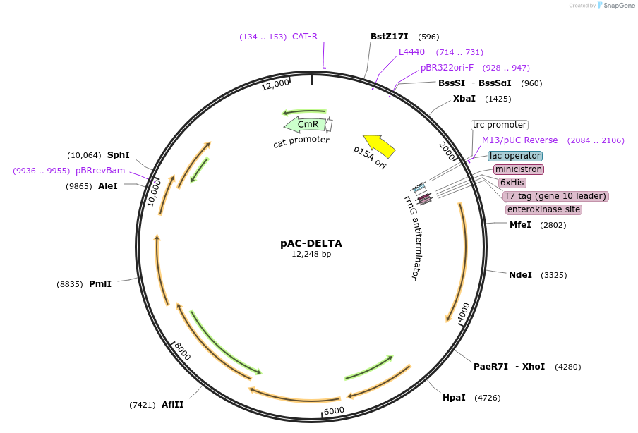 53273-plasmid-map-sequence-id-84075