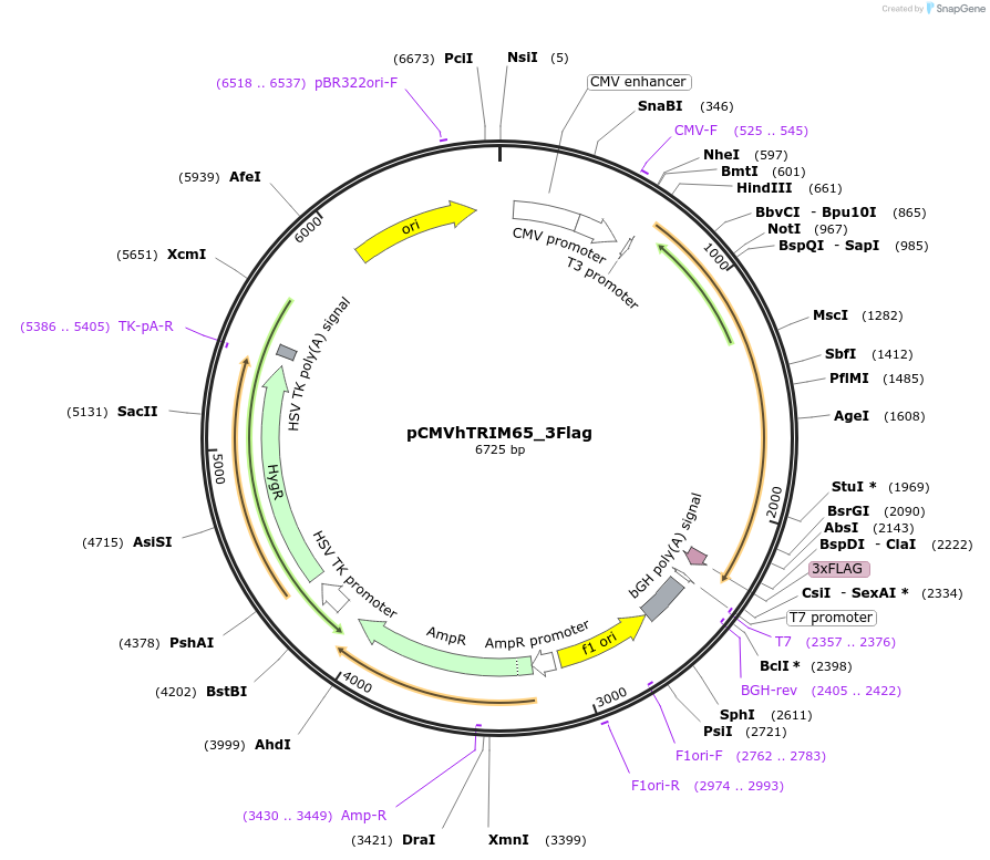 53966-plasmid-map-sequence-id-84086