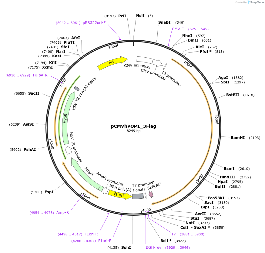 53968-plasmid-map-sequence-id-84087