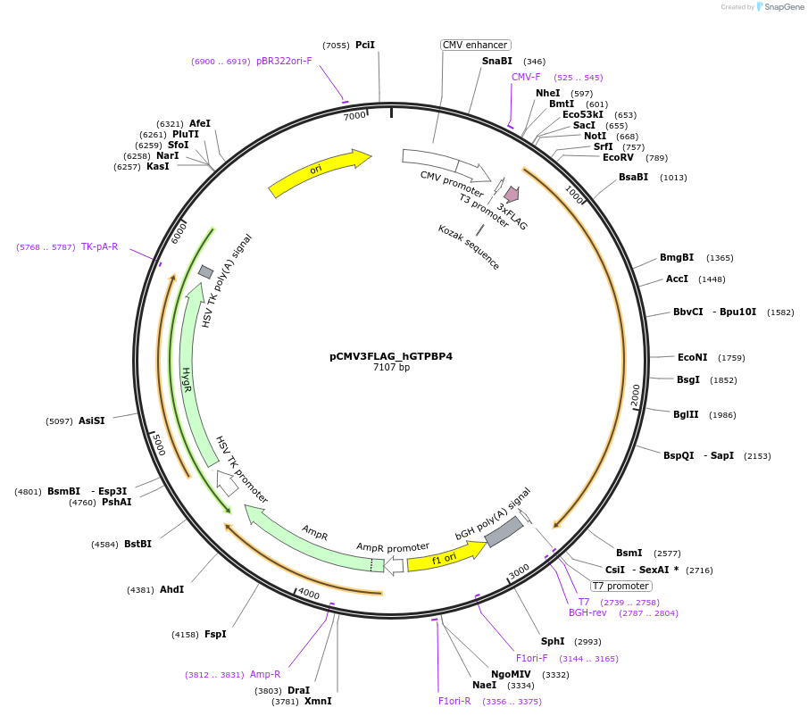 53974-plasmid-map-sequence-id-84161