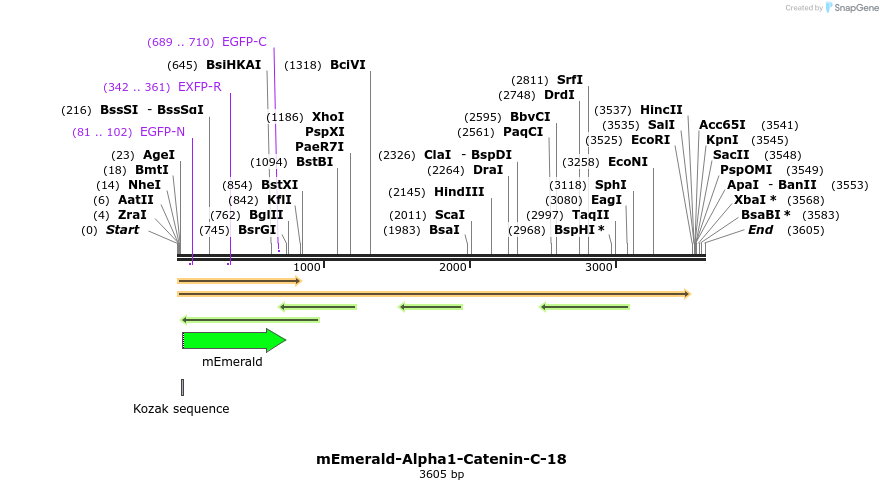 84175_map