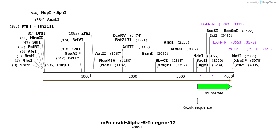 84177_map