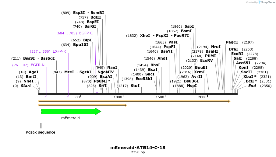 84199_map
