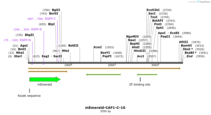84206_map