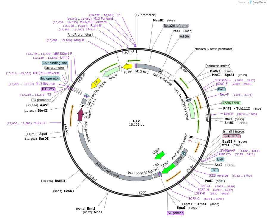 15912-plasmid-map-sequence-id-8424