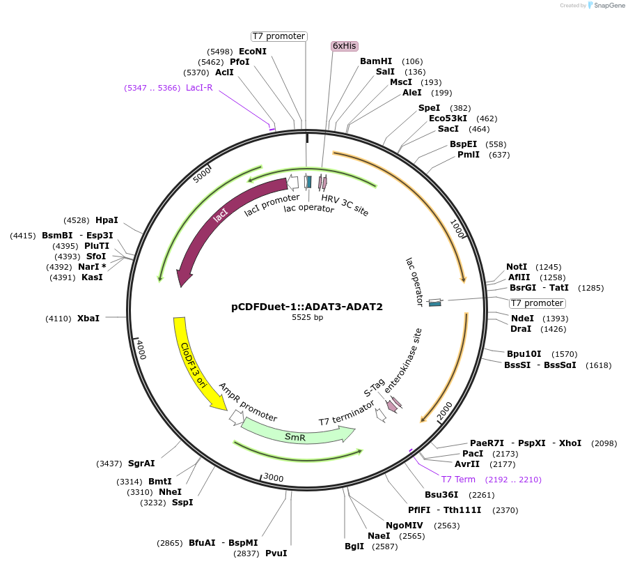 15917-plasmid-map-sequence-id-8429