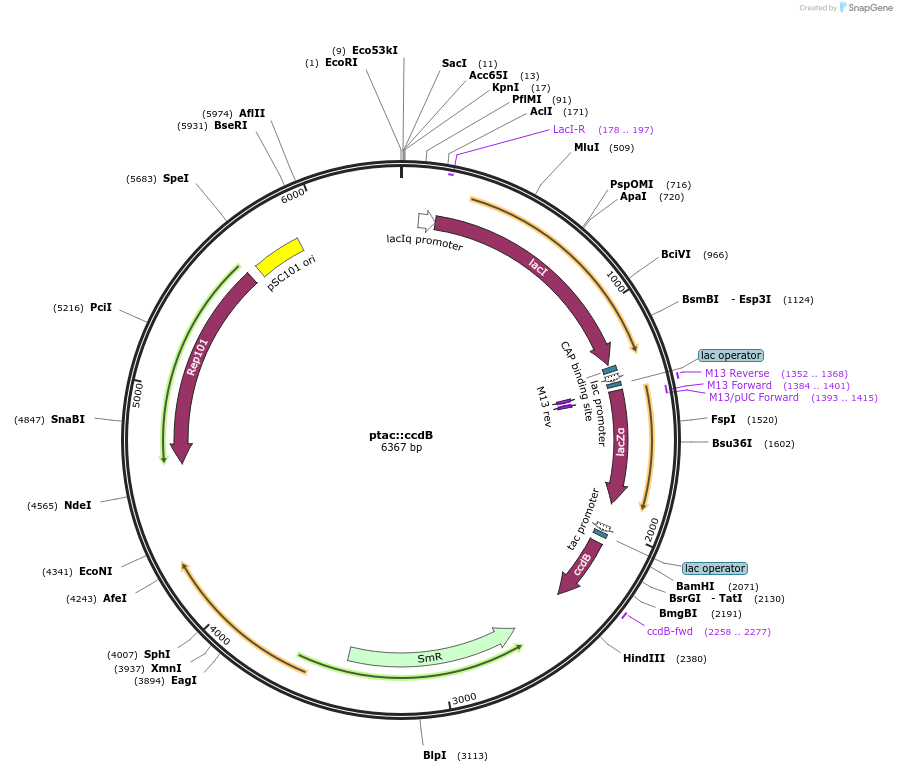 15922-plasmid-map-sequence-id-8430