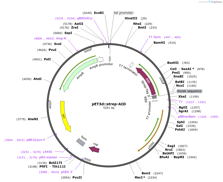 15924-plasmid-map-sequence-id-8432
