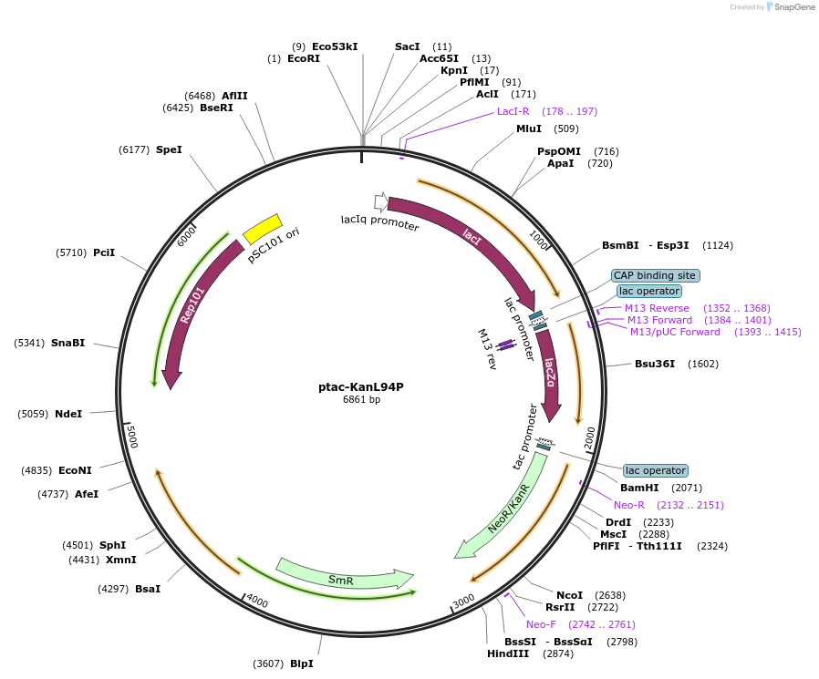15927-plasmid-map-sequence-id-8434
