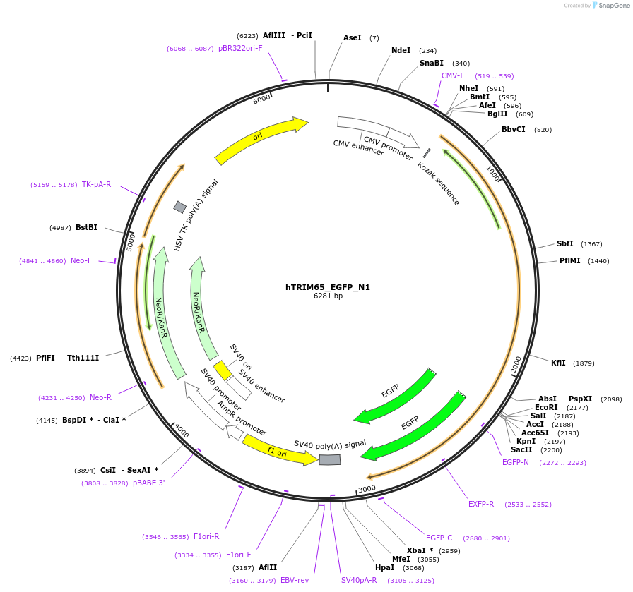 54320-plasmid-map-sequence-id-84446