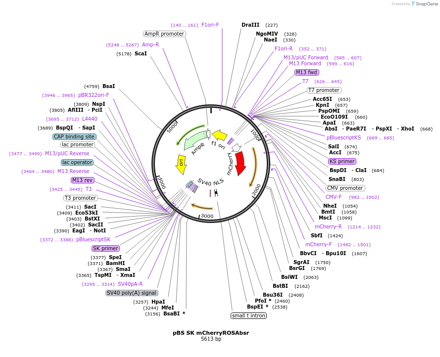 54321-plasmid-map-sequence-id-84455