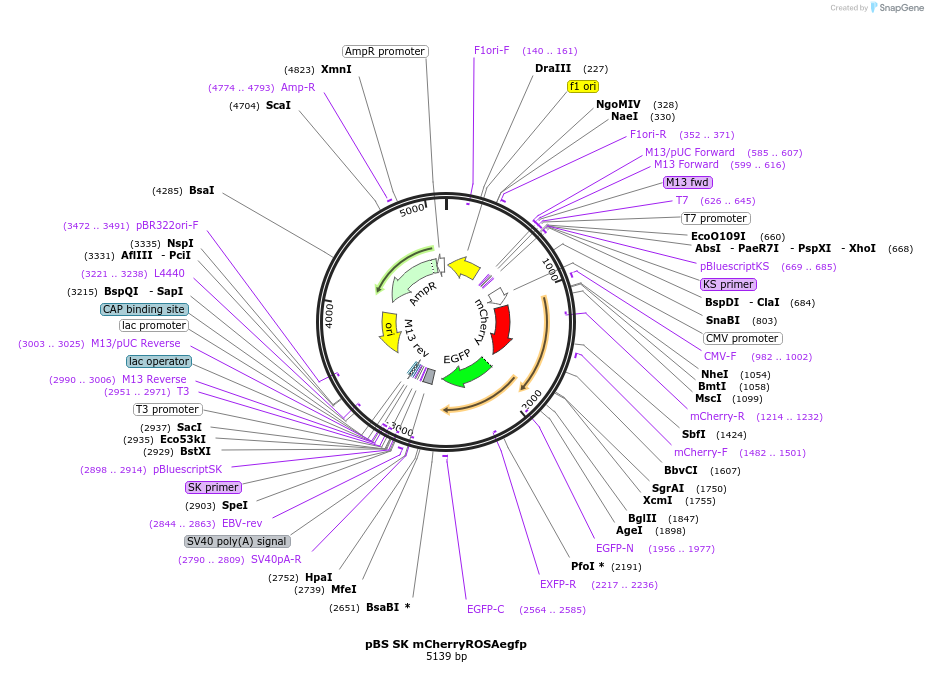 54322-plasmid-map-sequence-id-84459