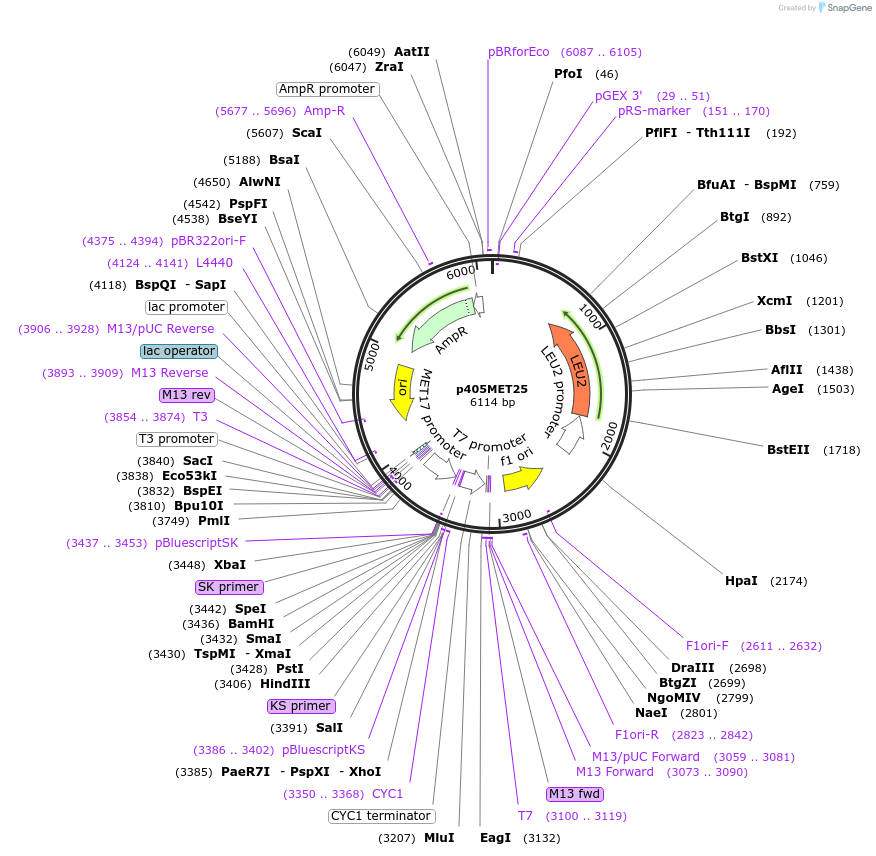 15961-plasmid-map-sequence-id-8446
