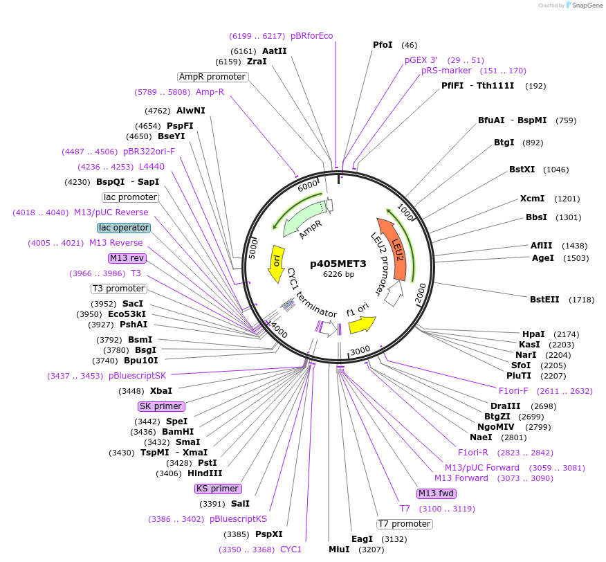 15962-plasmid-map-sequence-id-8447