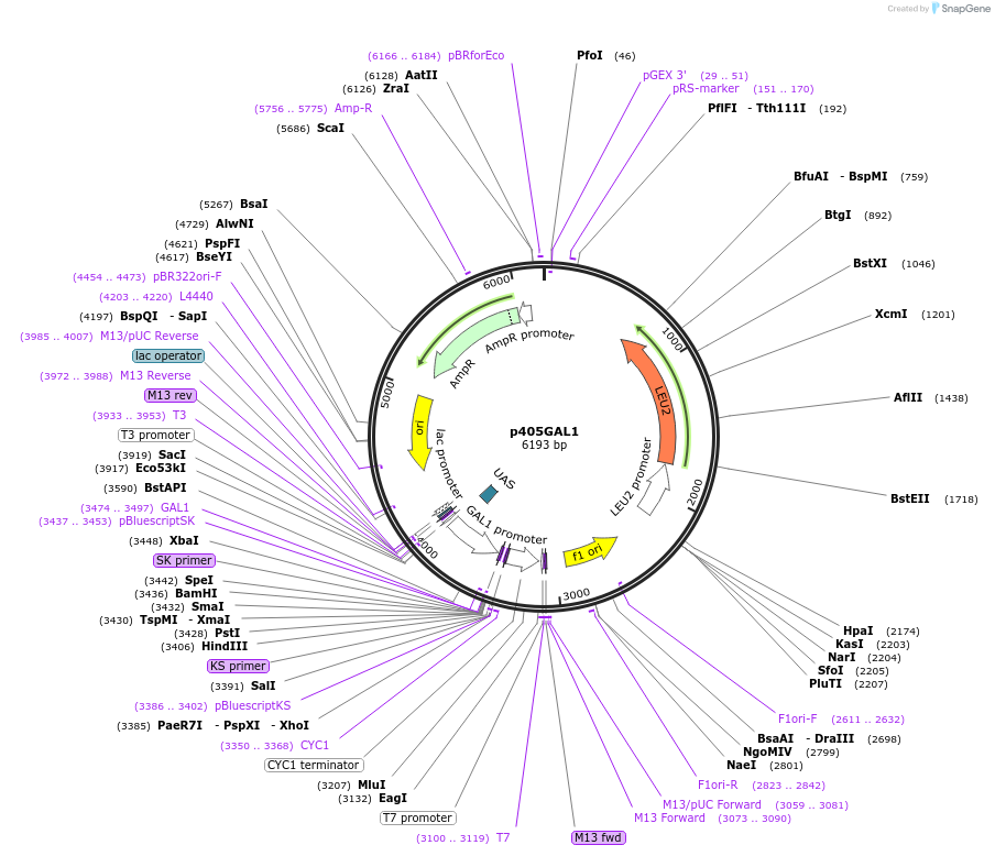 15963-plasmid-map-sequence-id-8448