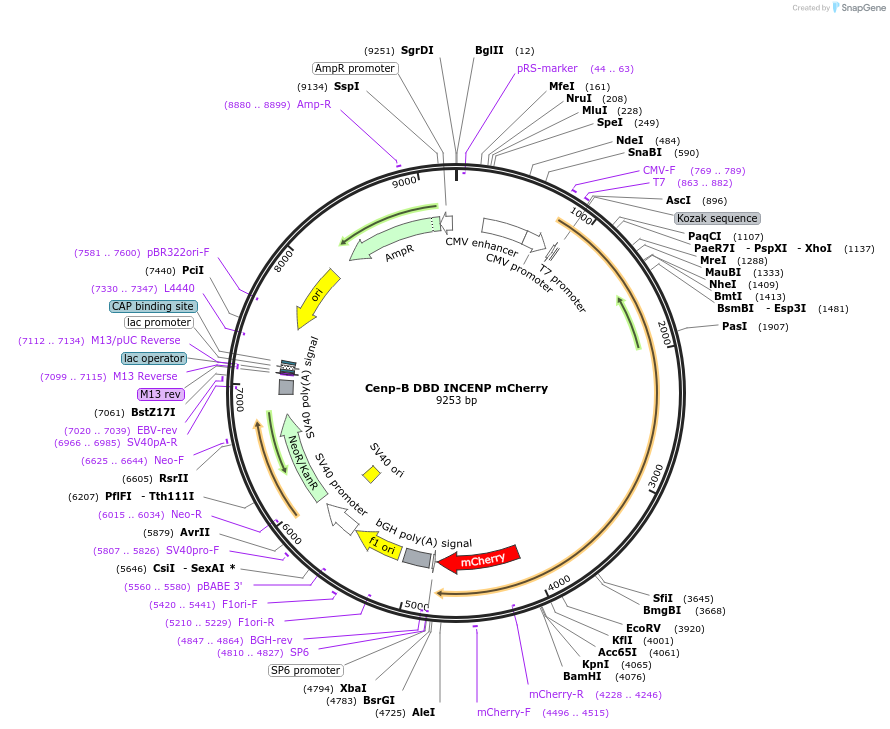 45233-plasmid-map-sequence-id-84481