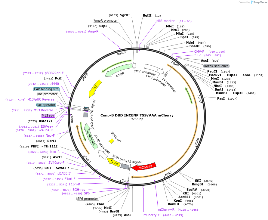45234-plasmid-map-sequence-id-84485