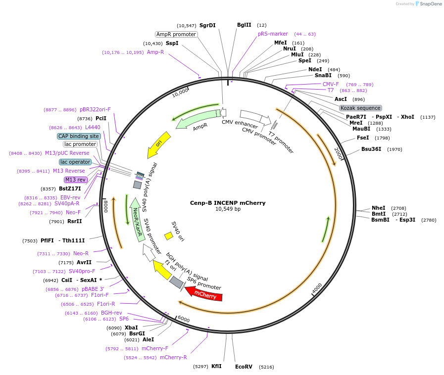 45235-plasmid-map-sequence-id-84488