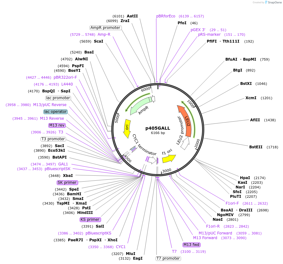 15964-plasmid-map-sequence-id-8449