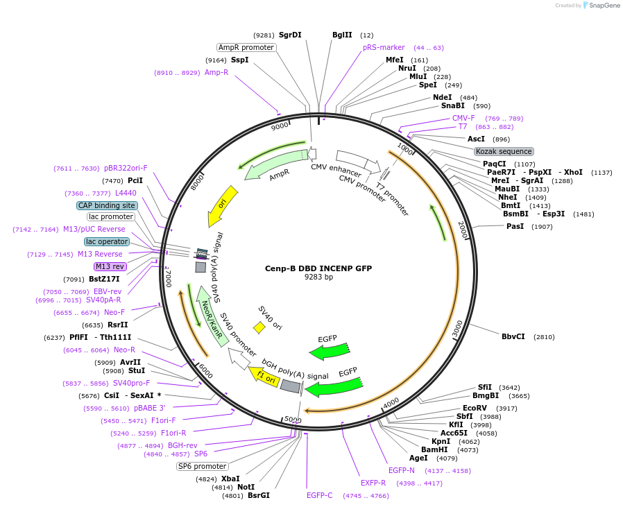 45237-plasmid-map-sequence-id-84493