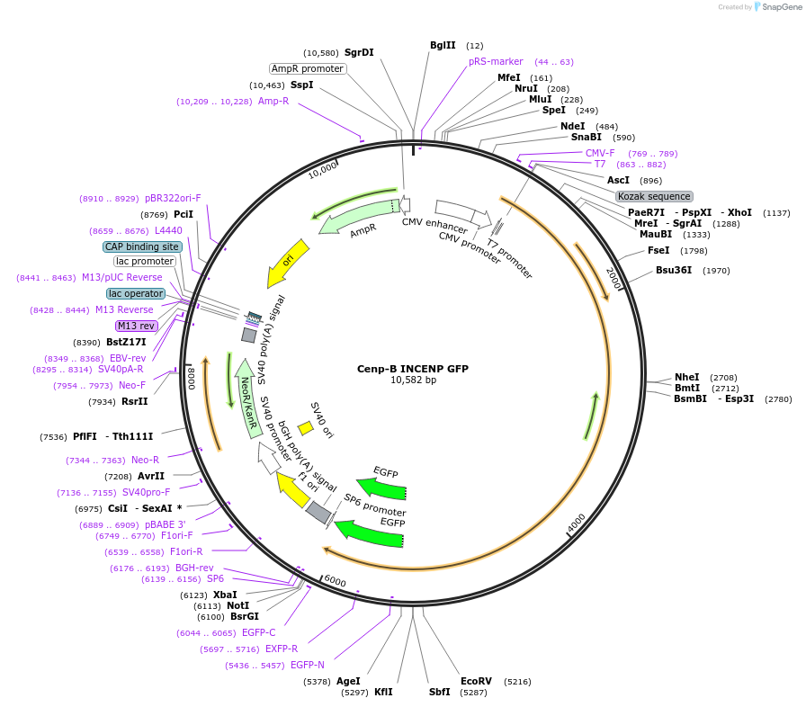 45238-plasmid-map-sequence-id-84496