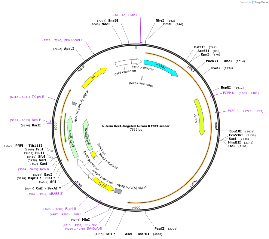 45239-plasmid-map-sequence-id-84498