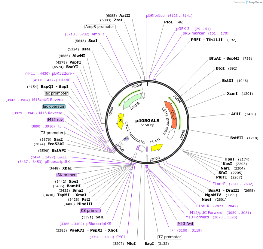 15965-plasmid-map-sequence-id-8450