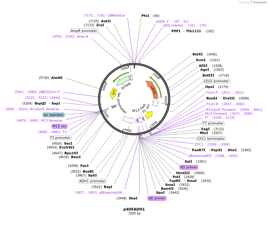 15966-plasmid-map-sequence-id-8451