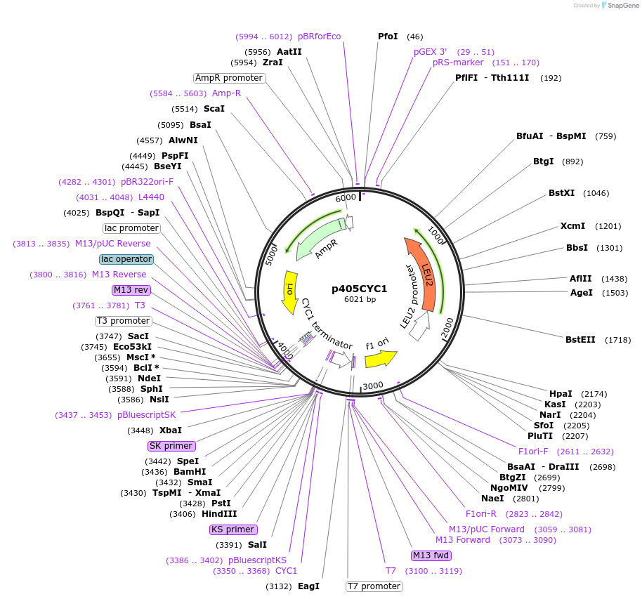 15967-plasmid-map-sequence-id-8452