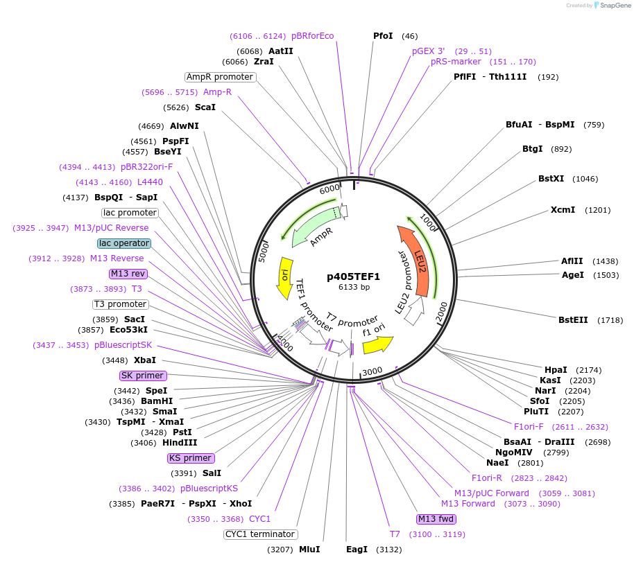 15968-plasmid-map-sequence-id-8453