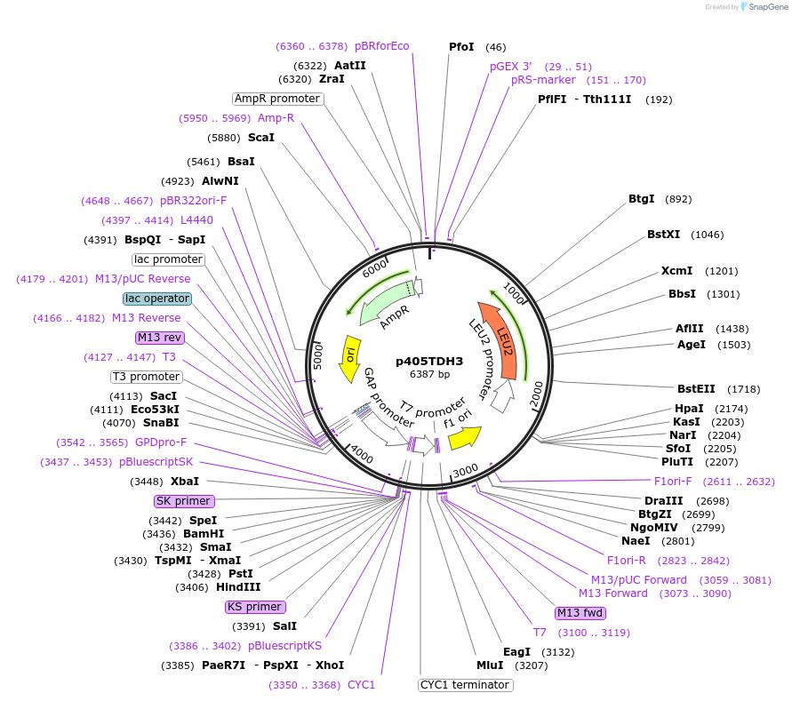 15969-plasmid-map-sequence-id-8454