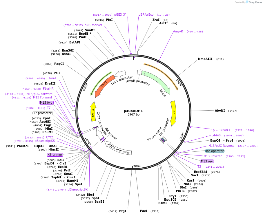 15970-plasmid-map-sequence-id-8455