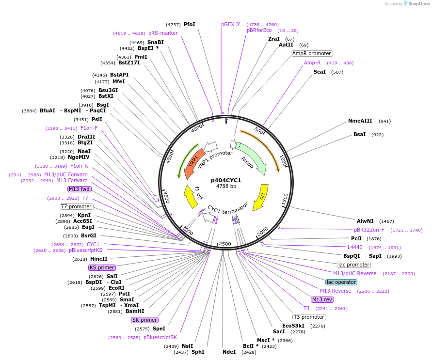15971-plasmid-map-sequence-id-8456